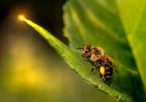 western-honey-bee-6402435_1920 Western honey bee (Apis mellifera)