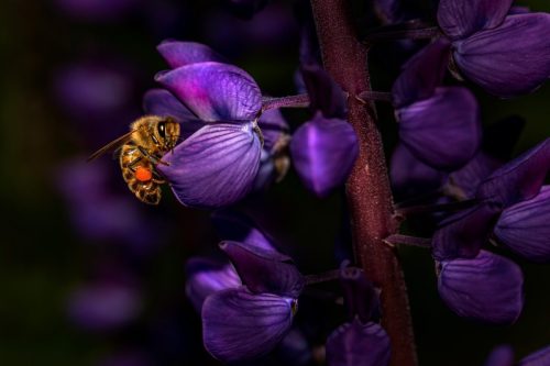 western-honey-bee-7534219_1920 Western honey bee (Apis mellifera)
