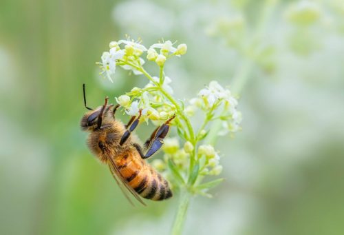 western-honey-bee-8116691_1920 Western honey bee (Apis mellifera)