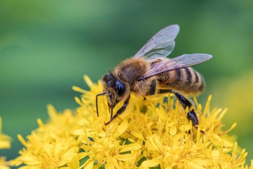 western-honey-bee-8930556_1920 Western honey bee (Apis mellifera)