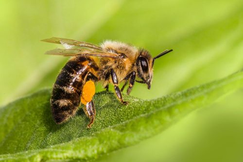 western-honeybee-8297521_1920 Western honey bee (Apis mellifera)