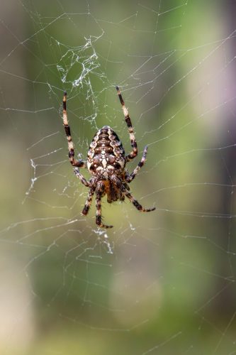 wildlife-8985744_1920 European garden spider (Araneus diadematus)