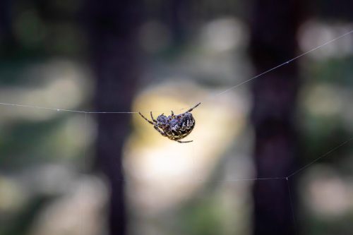 wildlife-9037880_1920 European garden spider (Araneus diadematus)