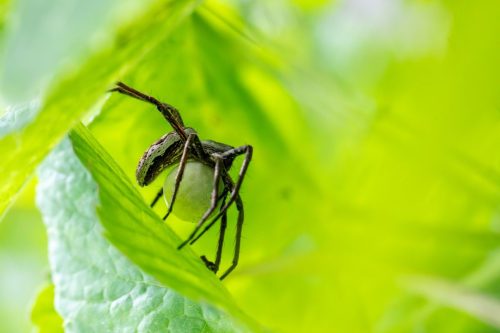 wildlife-observation-9240973_1920 European garden spider (Araneus diadematus)