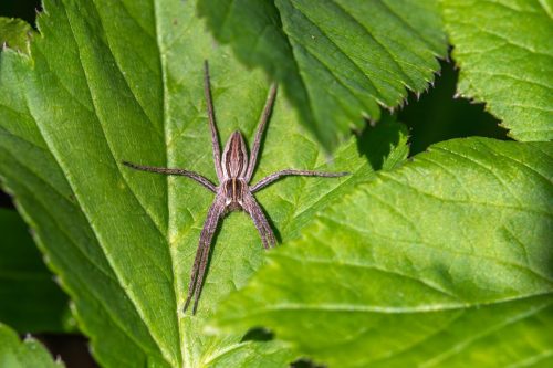 wildlife-observation-9583168_1920 European garden spider (Araneus diadematus)