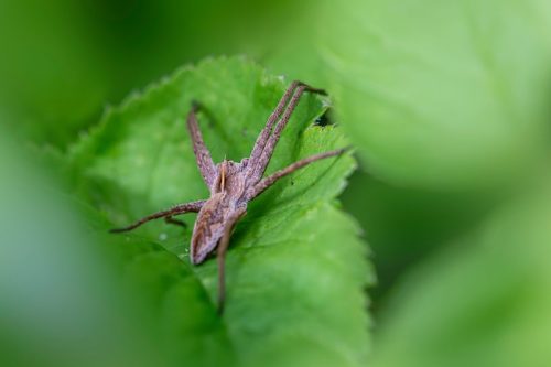 wildlife-observation-9583171_1920 European garden spider (Araneus diadematus)
