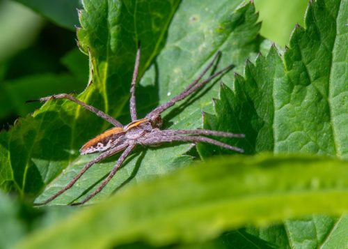 wildlife-observation-9583174_1920 European garden spider (Araneus diadematus)
