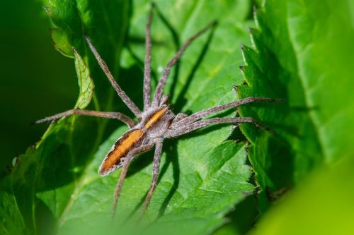 wildlife-observation-9583177_1920 European garden spider (Araneus diadematus)