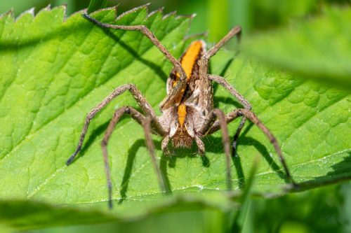 wildlife-observation-9635859_1920 European garden spider (Araneus diadematus)