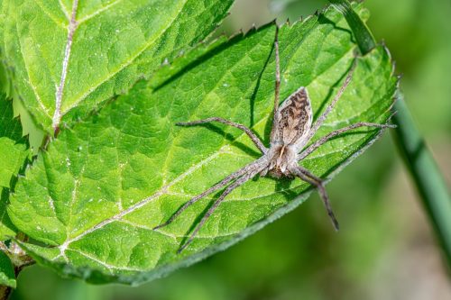 wildlife-observation-9635864_1920 European garden spider (Araneus diadematus)